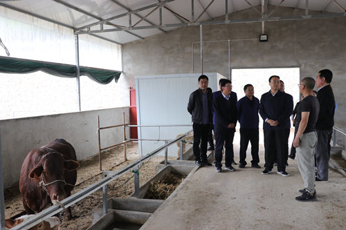 张建军深入耀州区梨树村开展脱贫攻坚与美丽乡村建设调研