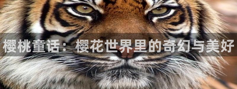 age动漫网